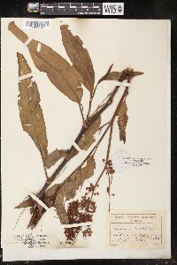 Rumex verticillatus image