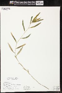 Potamogeton alpinus image