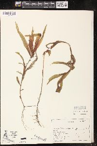 Potamogeton alpinus image