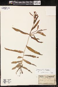 Potamogeton alpinus image