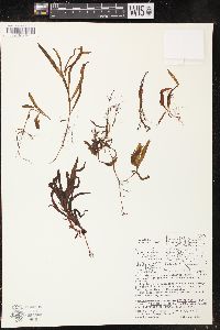 Potamogeton alpinus image