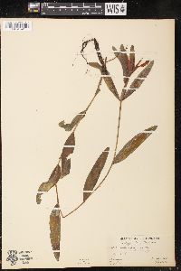 Potamogeton alpinus image