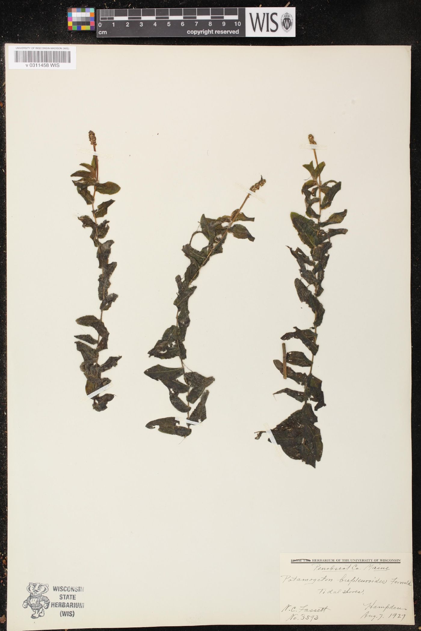 Potamogeton bupleuroides image
