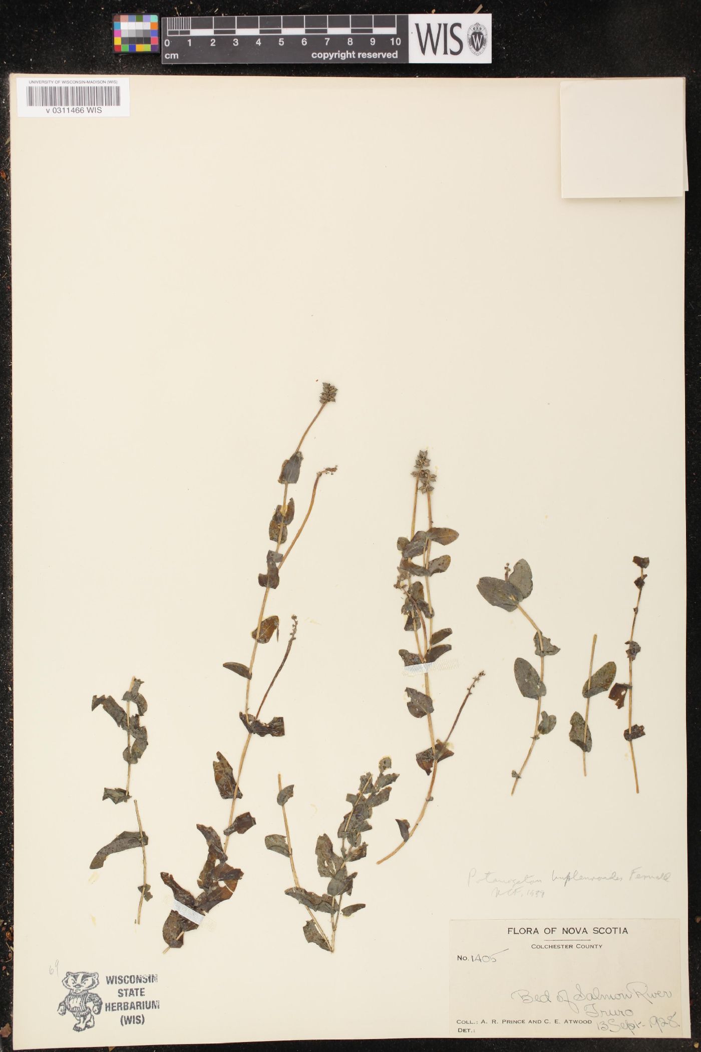 Potamogeton bupleuroides image