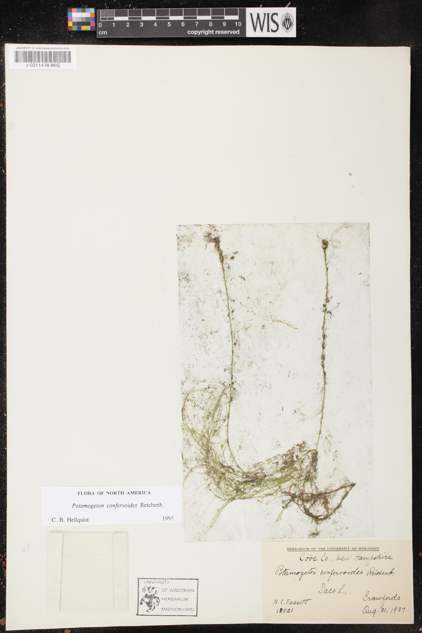 Potamogeton confervoides image