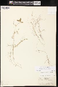 Potamogeton bicupulatus image