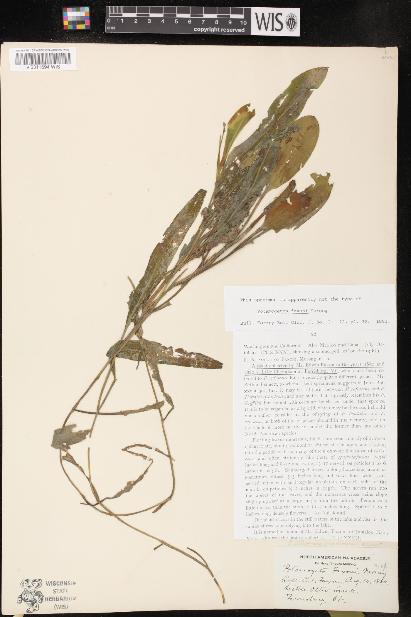 Potamogeton x faxonii image
