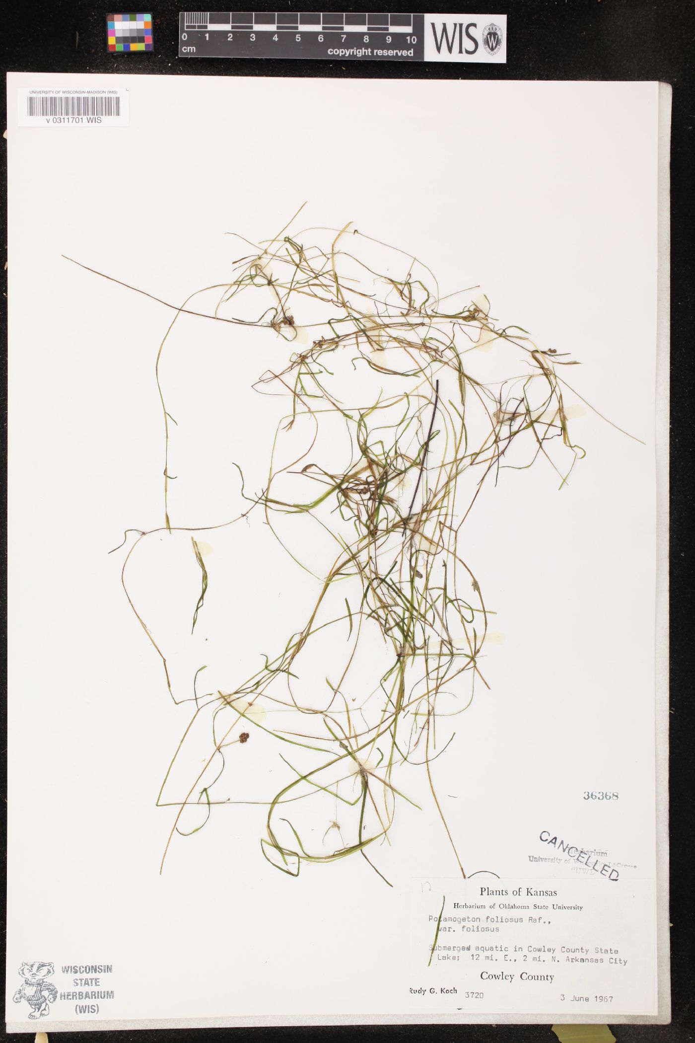 Potamogeton foliosus subsp. foliosus image