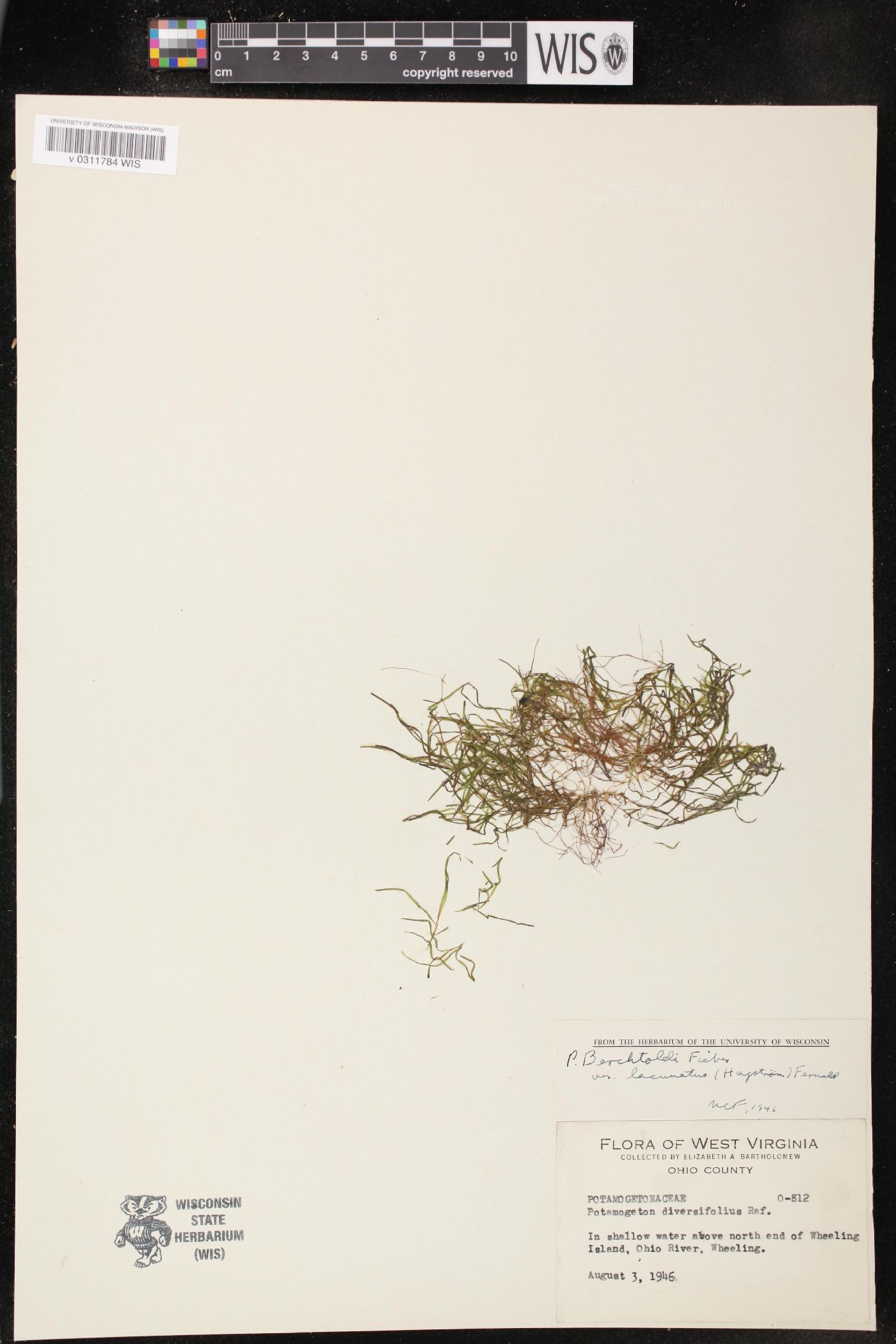 Potamogeton berchtoldii subsp. berchtoldii image