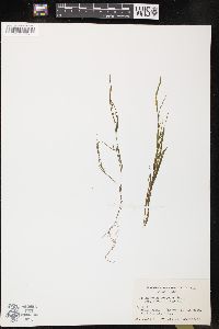 Potamogeton foliosus subsp. foliosus image