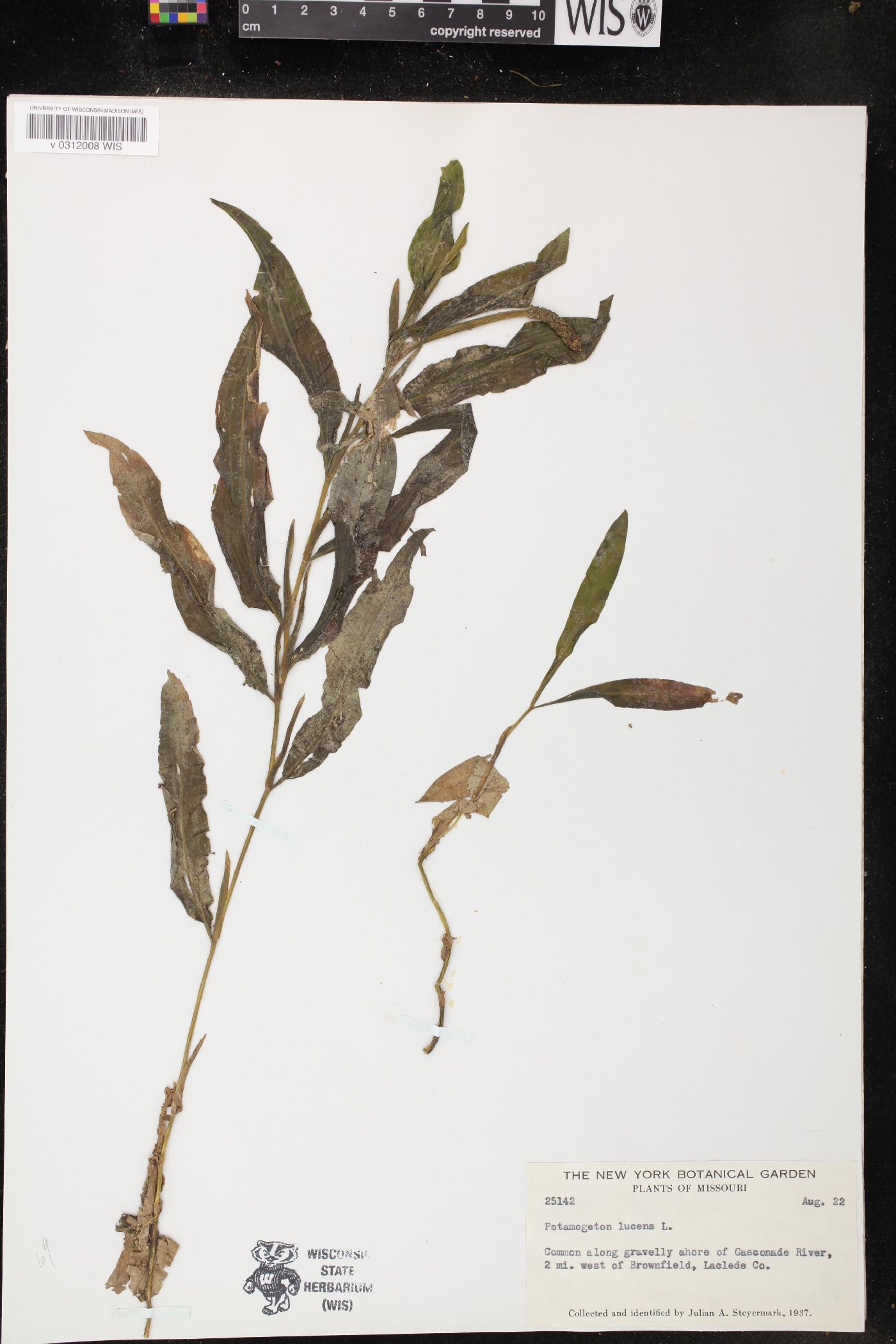 Potamogeton lucens image