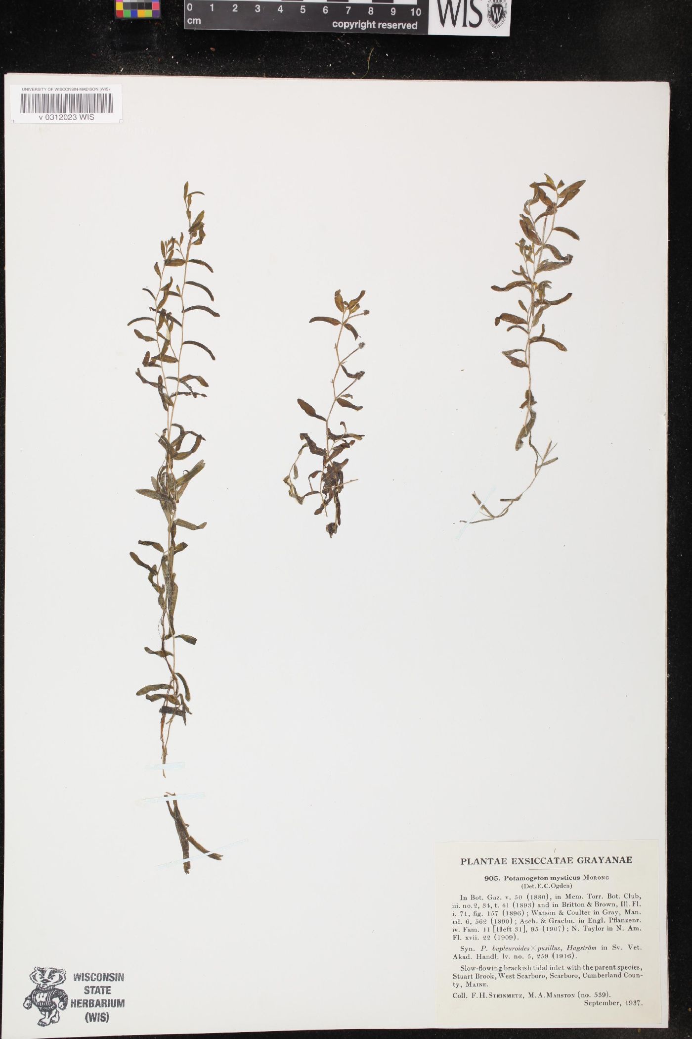 Potamogeton x mysticus image