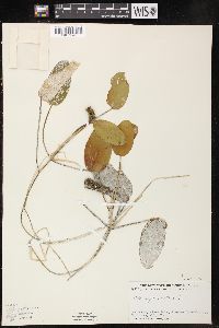 Potamogeton natans image
