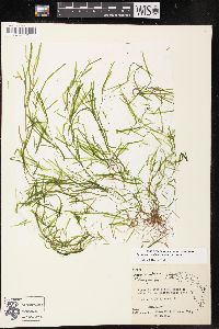 Potamogeton pusillus subsp. pusillus image