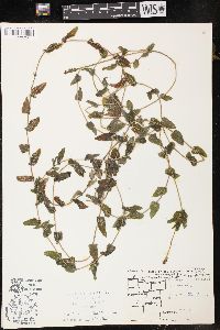 Potamogeton richardsonii image