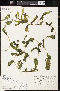 Potamogeton richardsonii image
