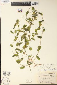 Potamogeton richardsonii image