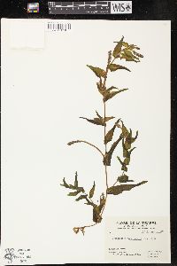 Potamogeton richardsonii image