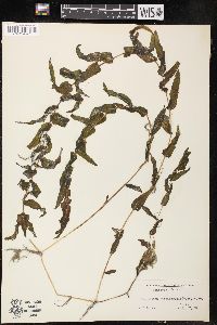 Potamogeton richardsonii image