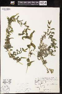 Potamogeton richardsonii image