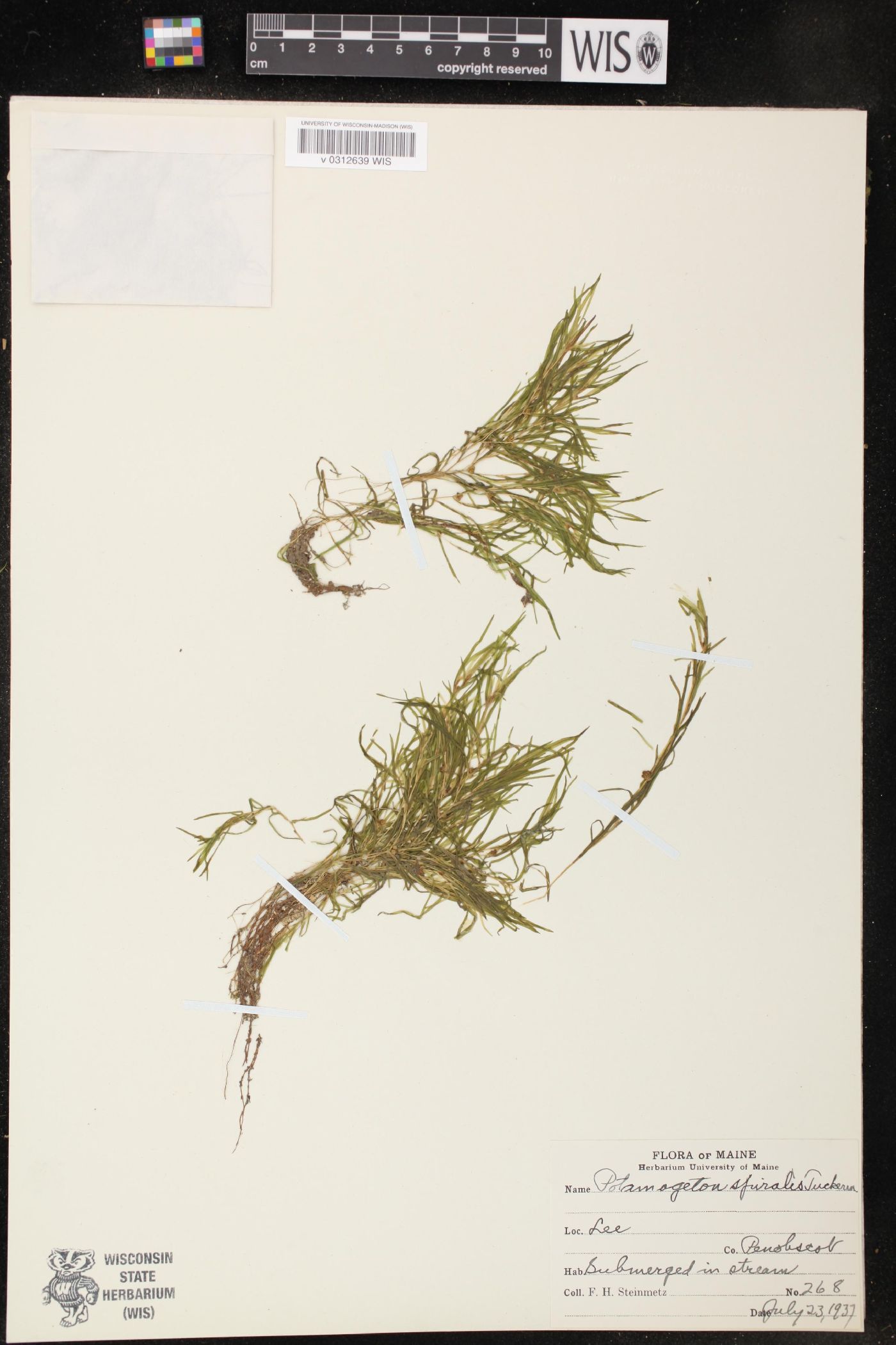 Potamogeton spirillus image