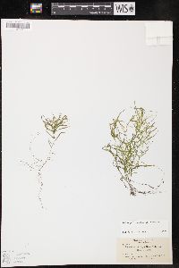 Potamogeton spirillus image