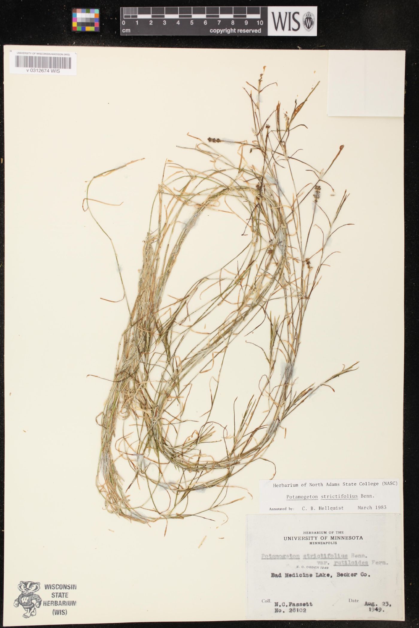 Potamogeton strictifolius image