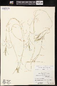 Potamogeton strictifolius image