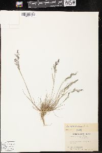 Agrostis exarata image