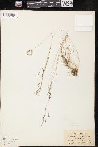 Agrostis capillaris image