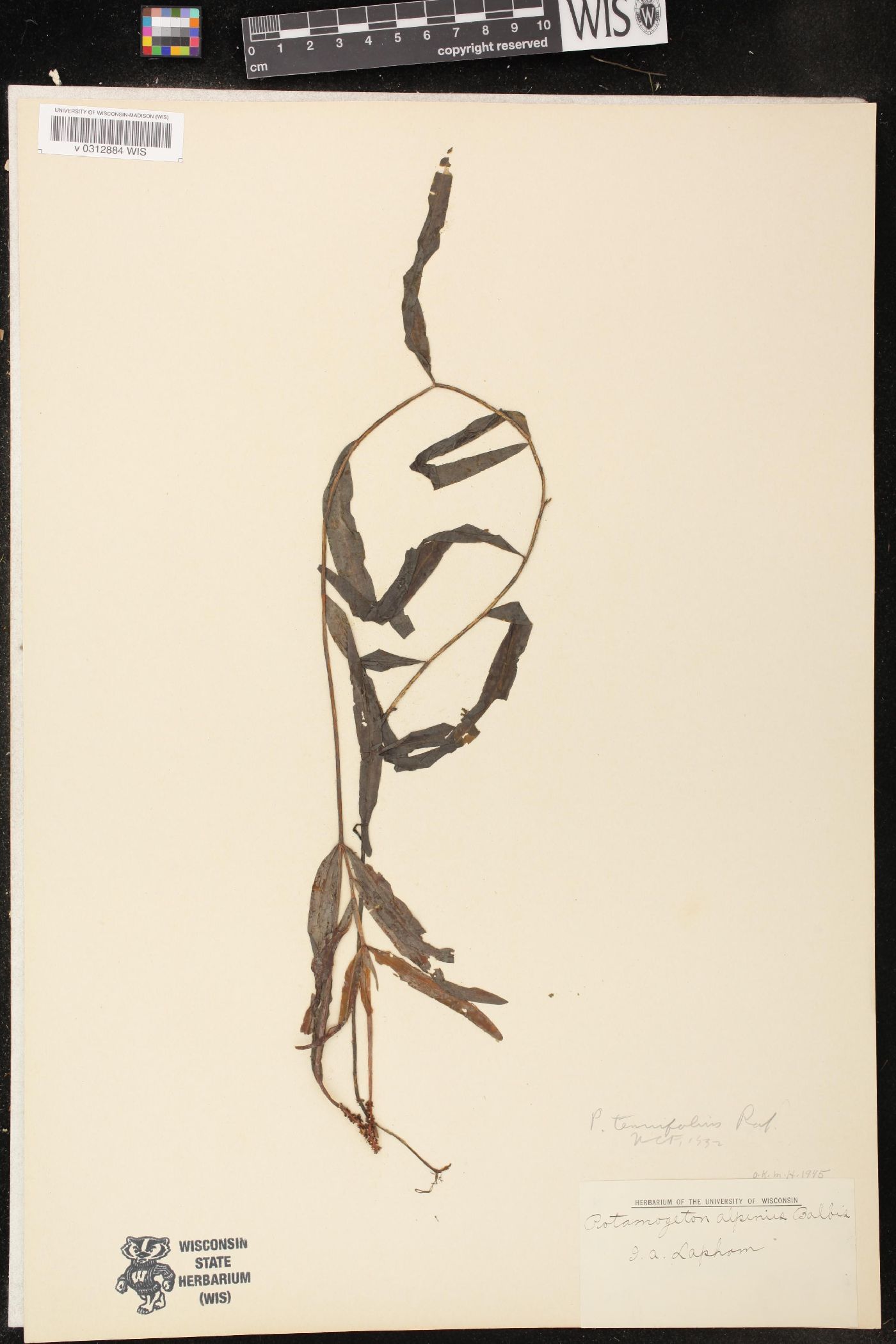 Potamogeton tenuifolius image