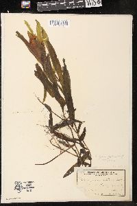 Potamogeton tenuifolius image
