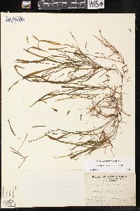 Potamogeton tennesseensis image