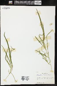 Potamogeton zosteriformis image