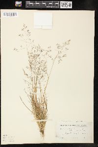 Agrostis borealis image