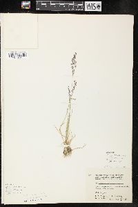 Agrostis borealis image