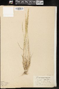 Agrostis exarata image