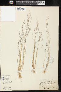 Agrostis elliottiana image