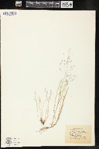 Agrostis elliottiana image