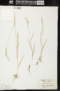 Agrostis exarata image