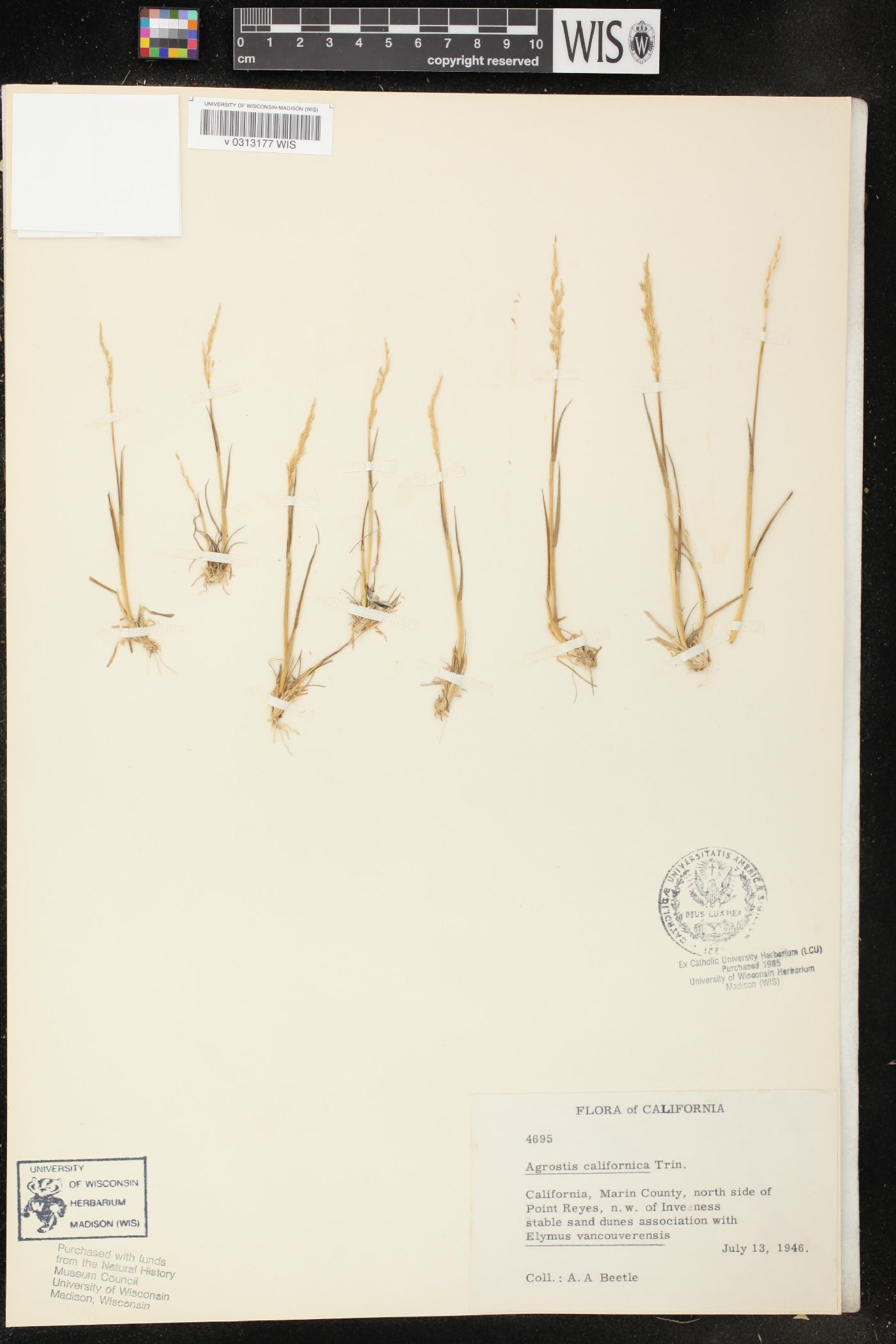 Agrostis canina image