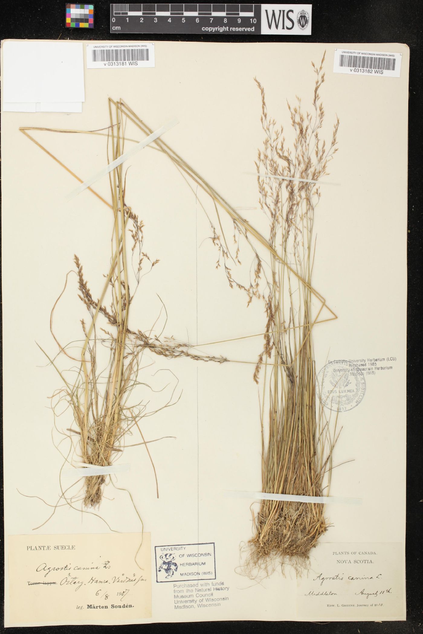 Agrostis canina image