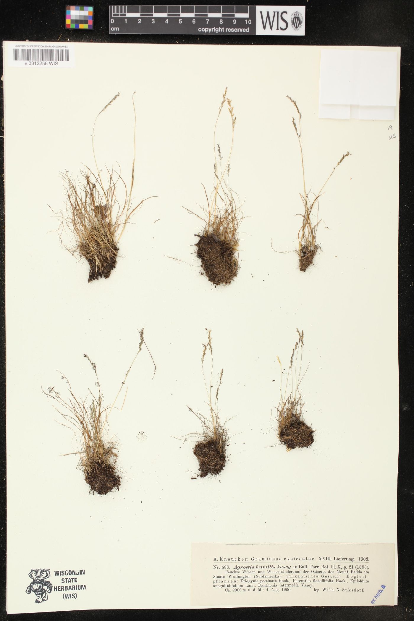 Agrostis humilis image