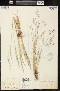 Agrostis humilis image