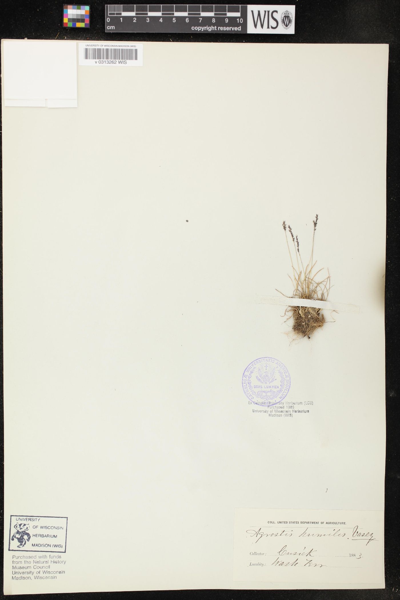 Agrostis humilis image