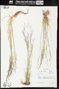 Agrostis idahoensis image