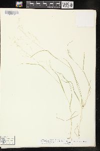 Agrostis perennans var. aestivalis image