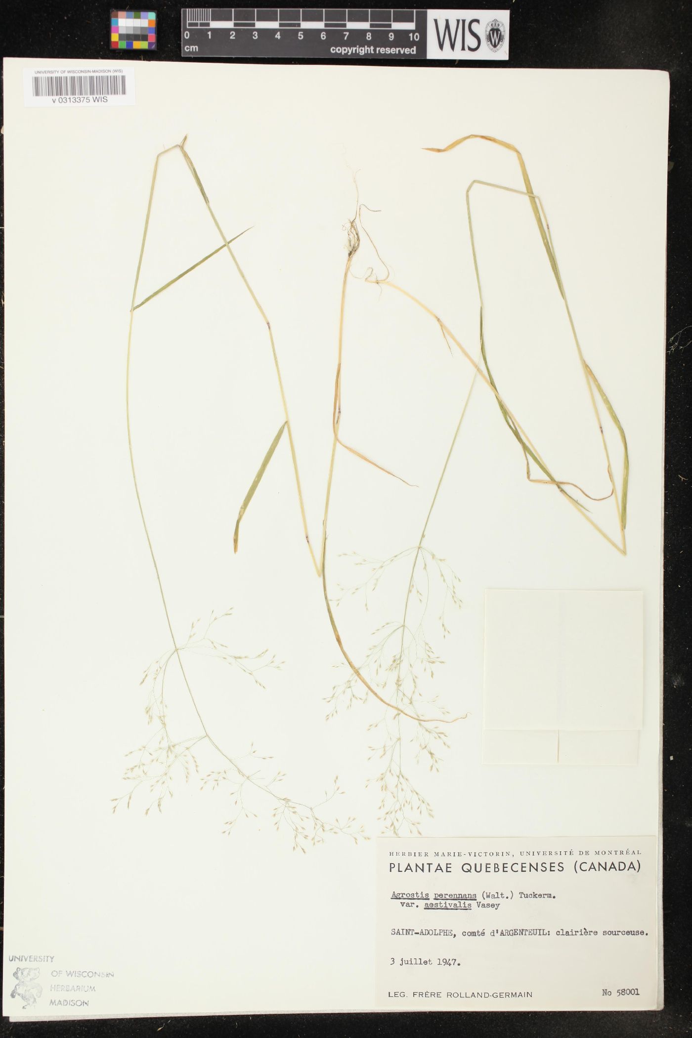 Agrostis perennans var. aestivalis image