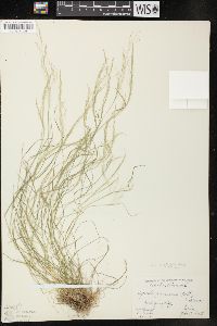 Agrostis perennans var. aestivalis image