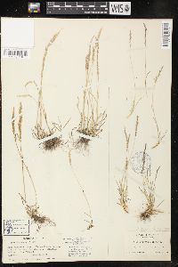 Agrostis rossiae image